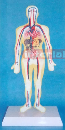 SMALL HUMAN BLOOD FULL CIRCULATION SYSTEM MODEL